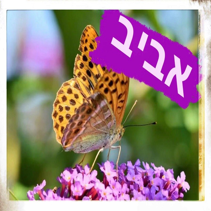 ערכה דיגיטלית ״אביב